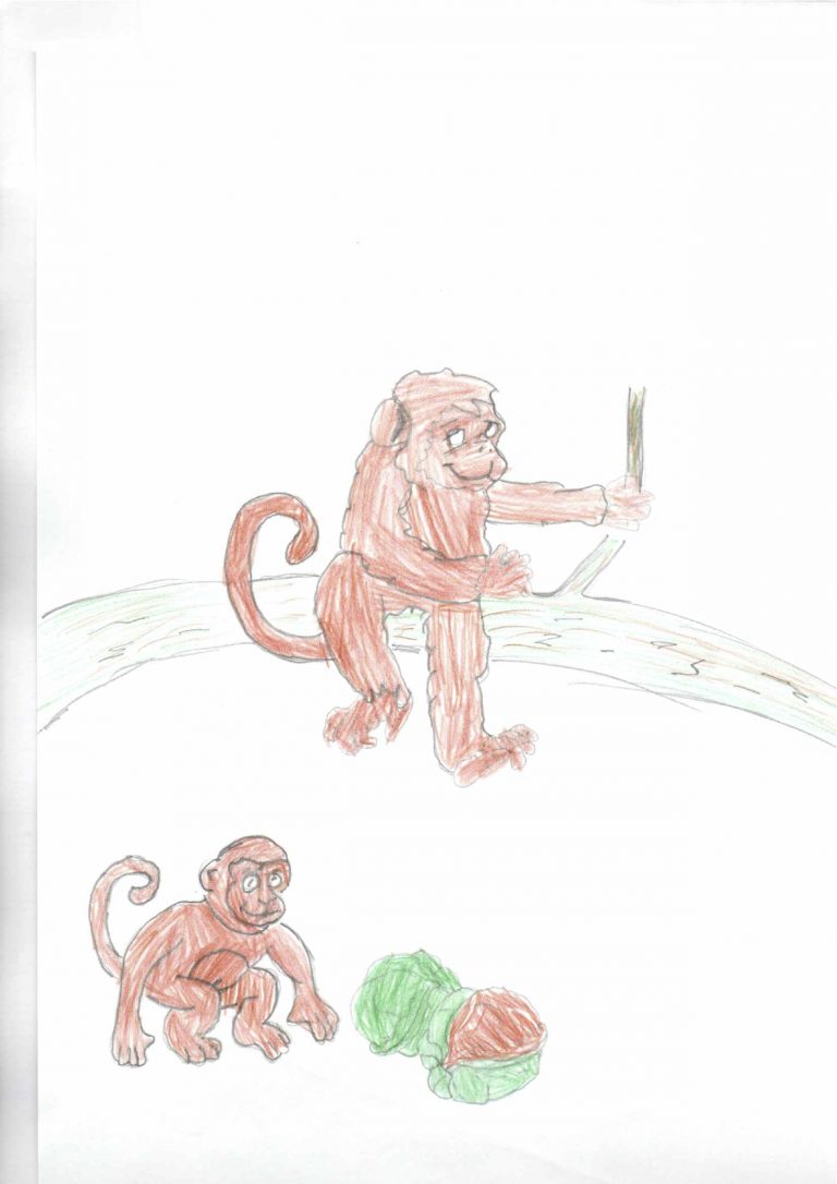 Dessin La Guenon Le Singe Et La Noix CM1 – CM2 | Ecole Les Moulins